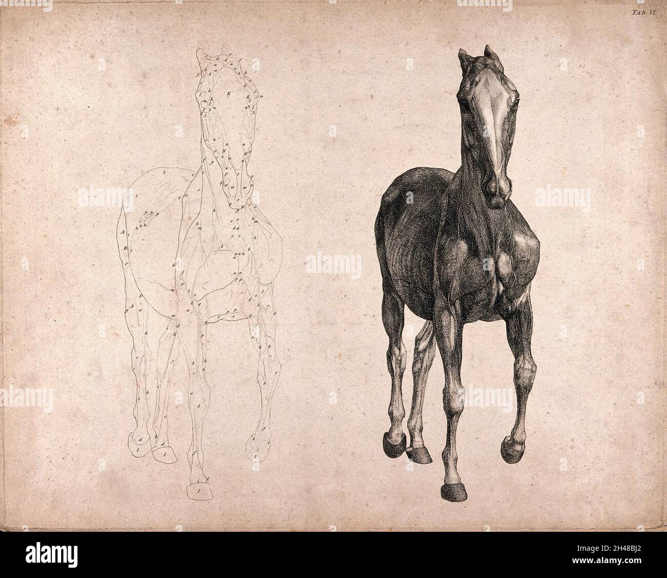 Un cheval, vu de l'avant: Deux figures, l'une un un dessin de contour, l'autre un dessin tonal.Gravure avec gravure par G. Stubbs, 1766. Banque D'Images
