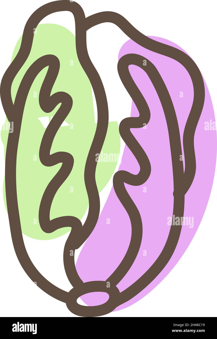 Salade de chou violet, illustration, vecteur, sur fond blanc. Illustration de Vecteur