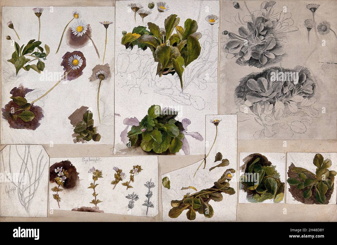 Daises (espèce Bellis) et eyebrights (espèce Euphrasia) : diverses illustrations de feuilles, de tiges et de fleurs.Aquarelles, crayons et dessins au crayon. Banque D'Images