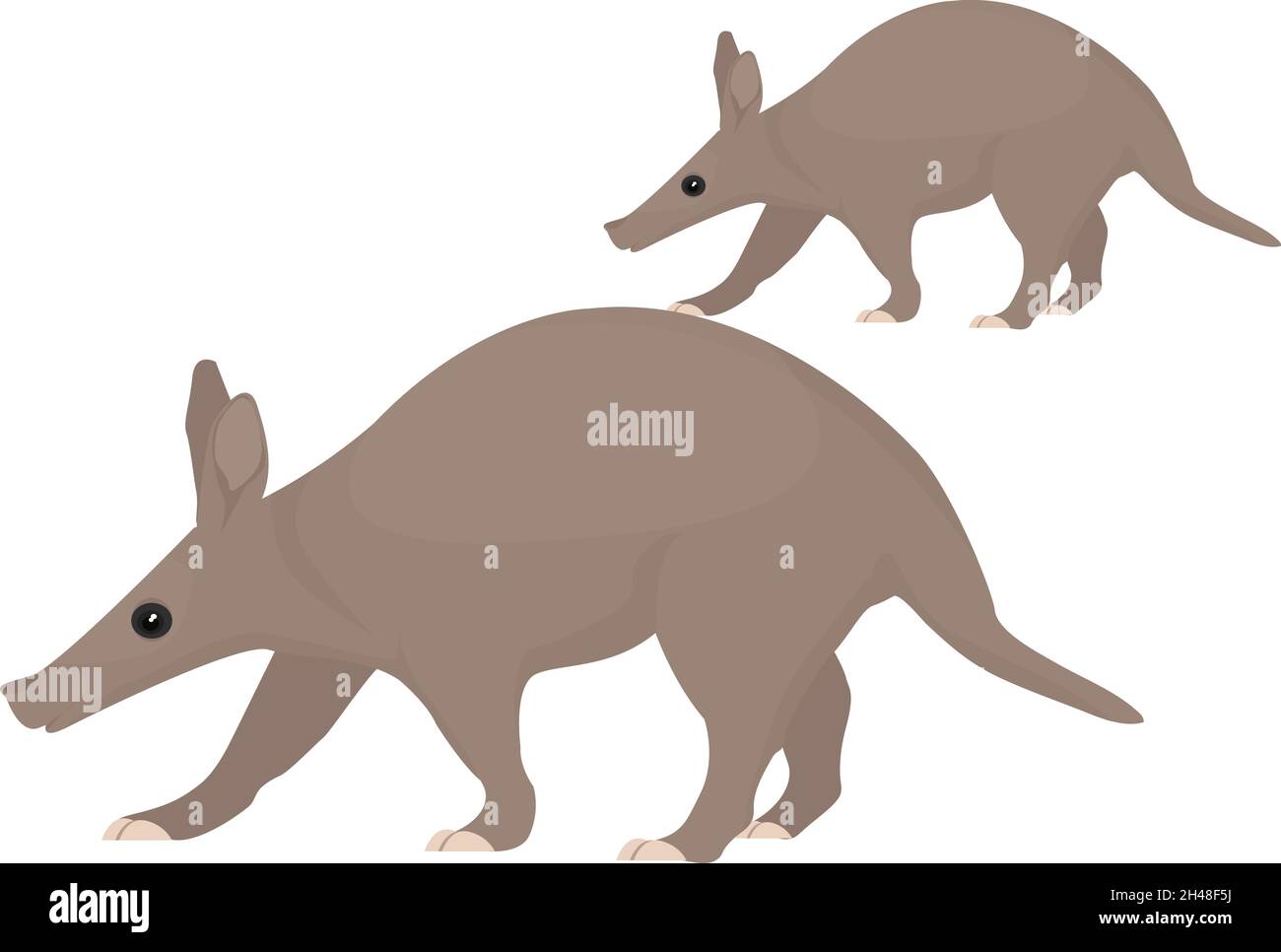 Aardvark animal, illustration, vecteur sur fond blanc. Illustration de Vecteur