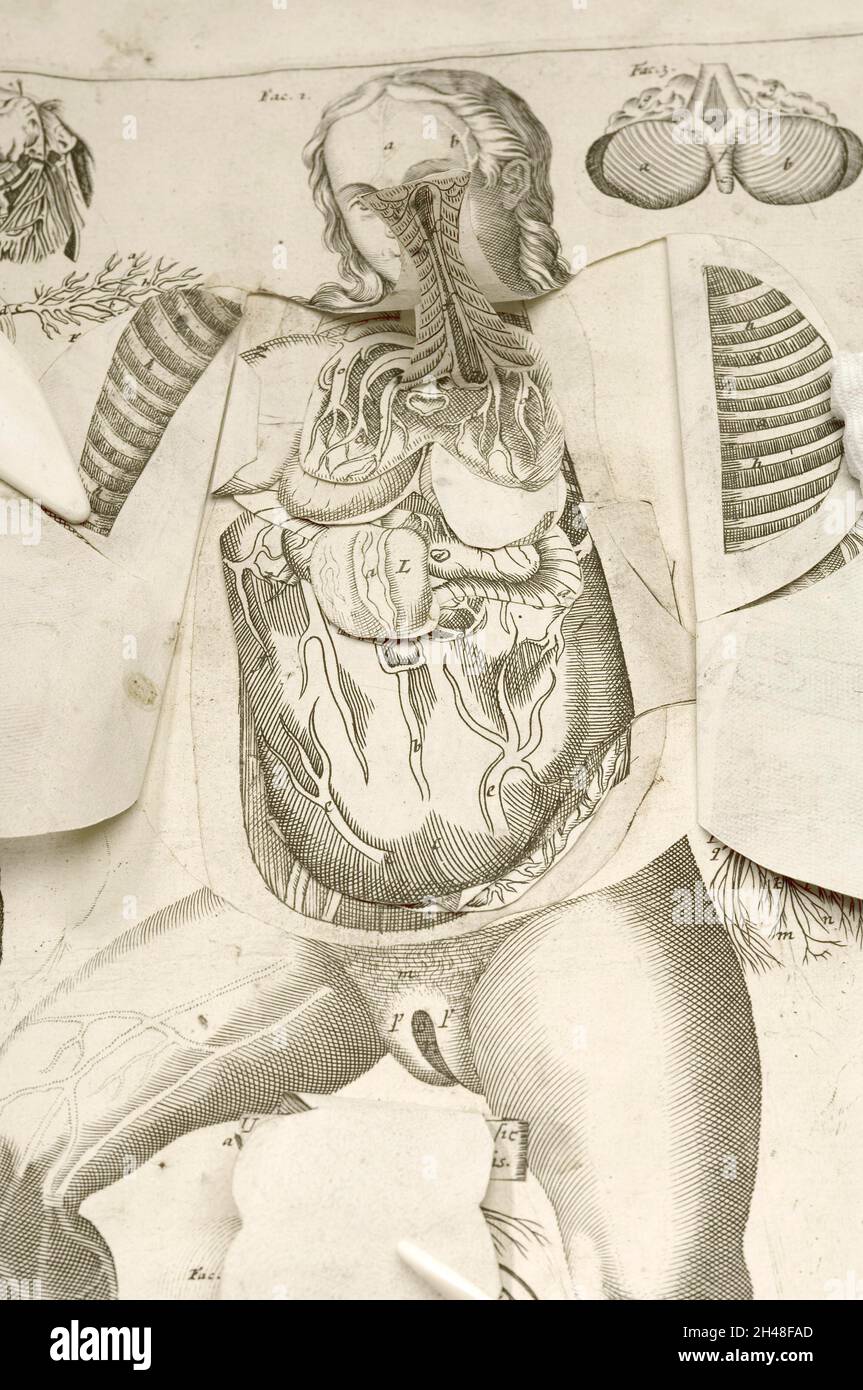 Organos del cuerpo humano ilustraciones Banque de photographies et d ...