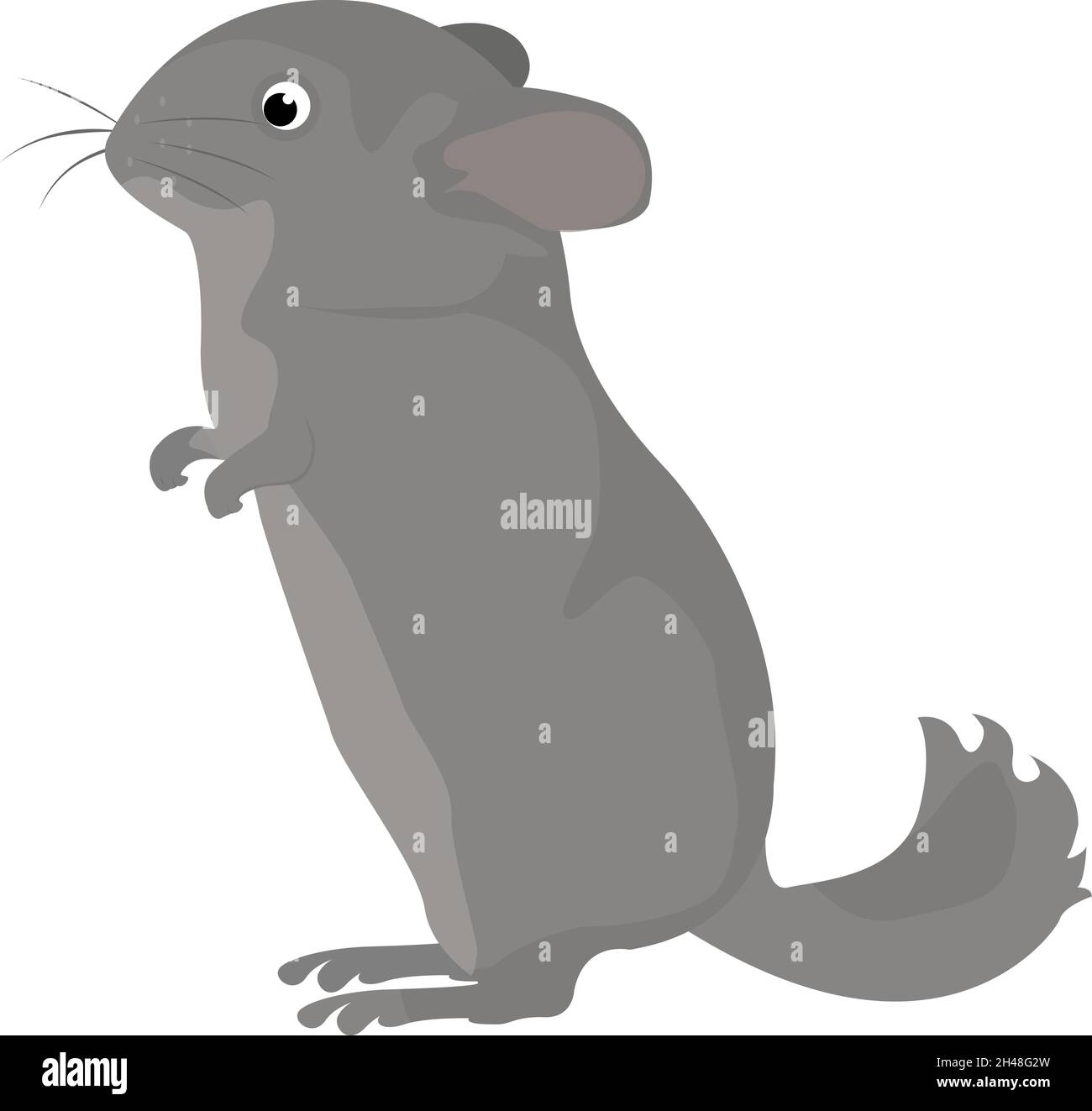 Animal Chinchilla, illustration, vecteur sur fond blanc. Illustration de Vecteur