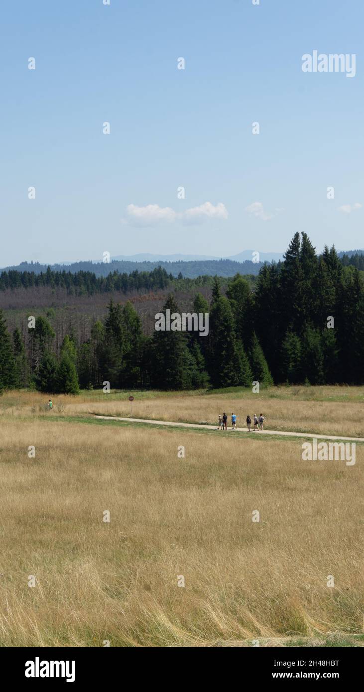 Photo verticale de personnes marchant dans un champ d'herbe séchée avec de grands arbres en arrière-plan Banque D'Images