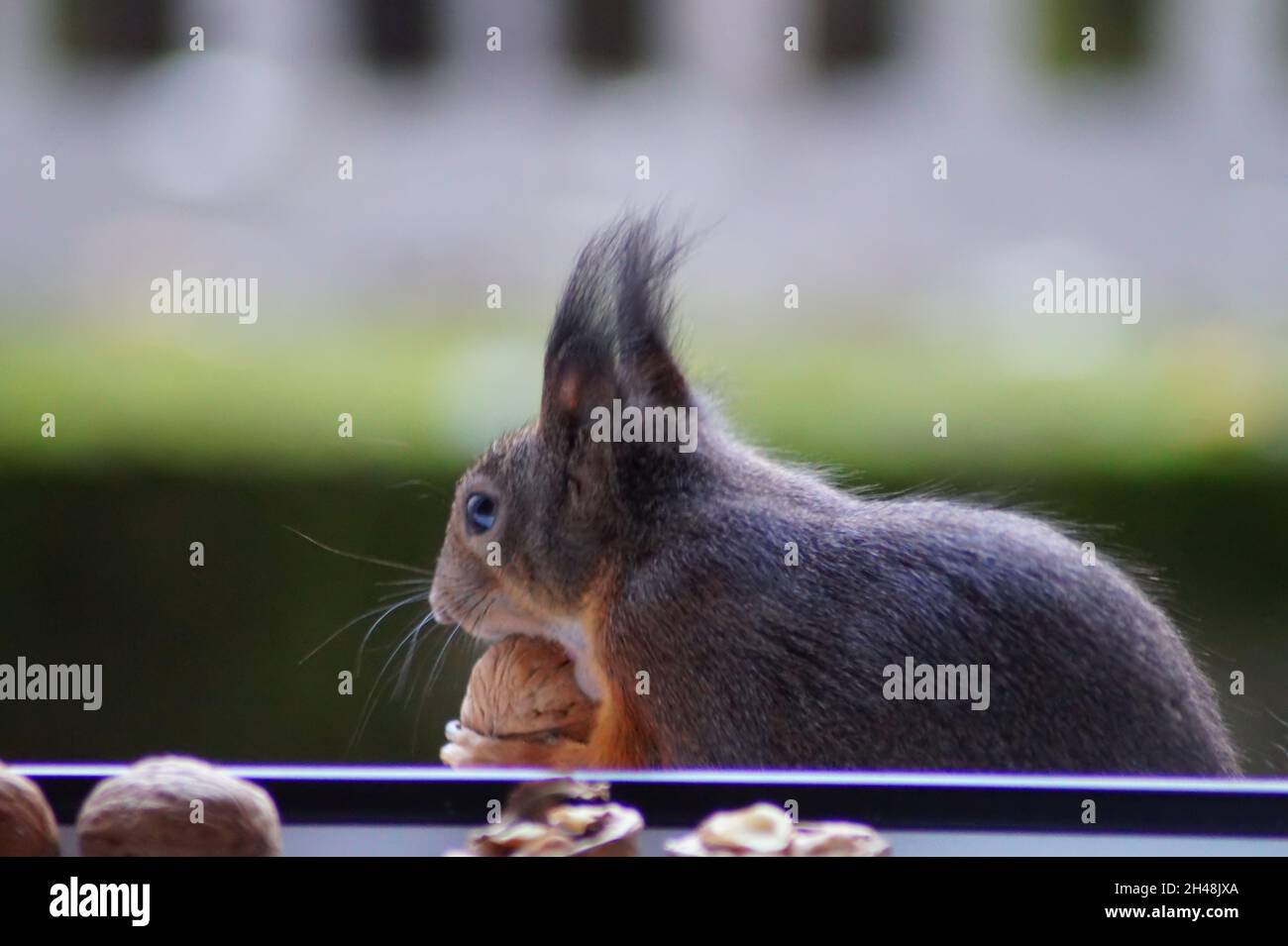 Hungriges Eichhörnchen am Fenster Banque D'Images