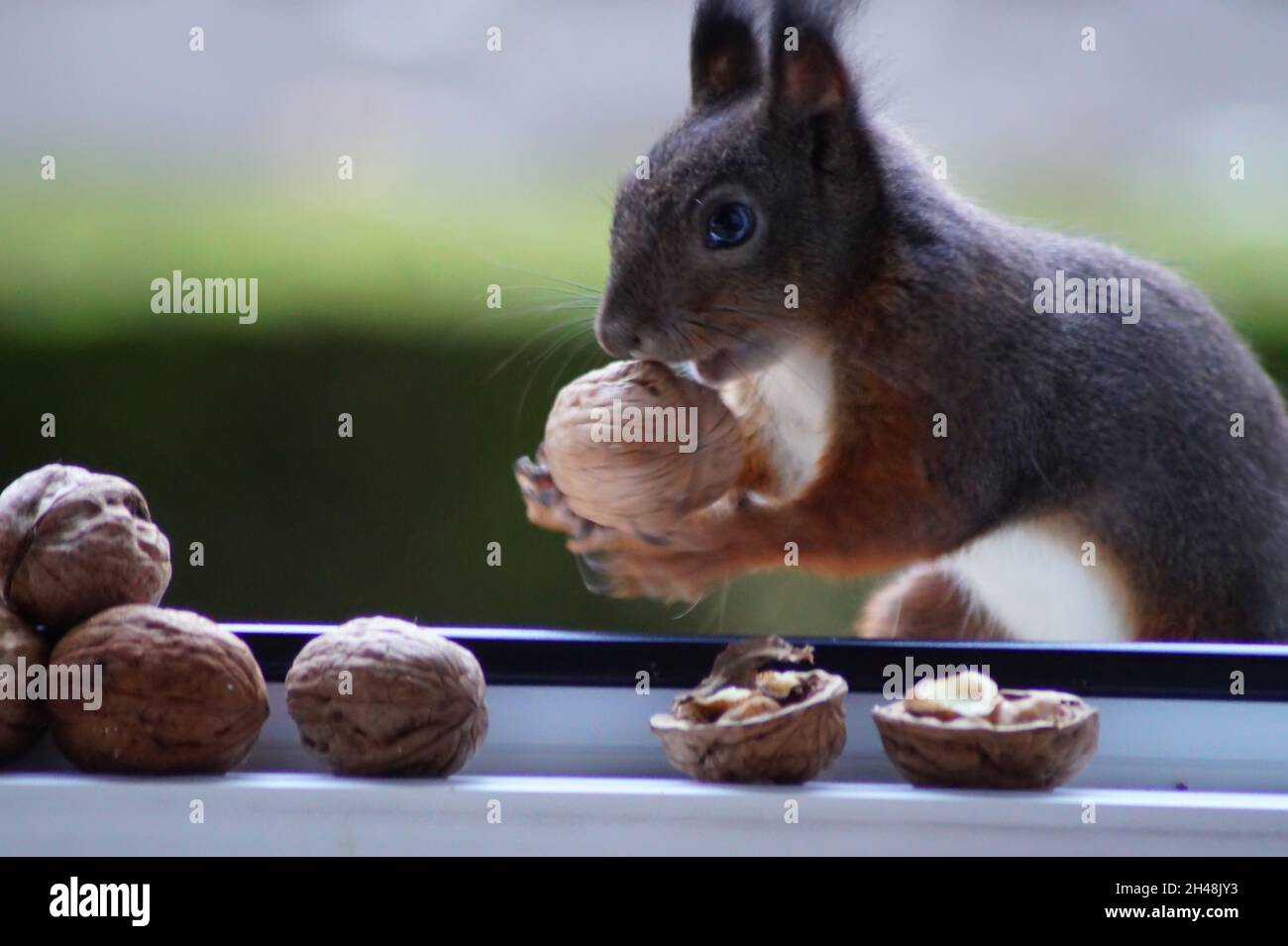 Eichhörnchen BEI der Nahrungssuche Banque D'Images