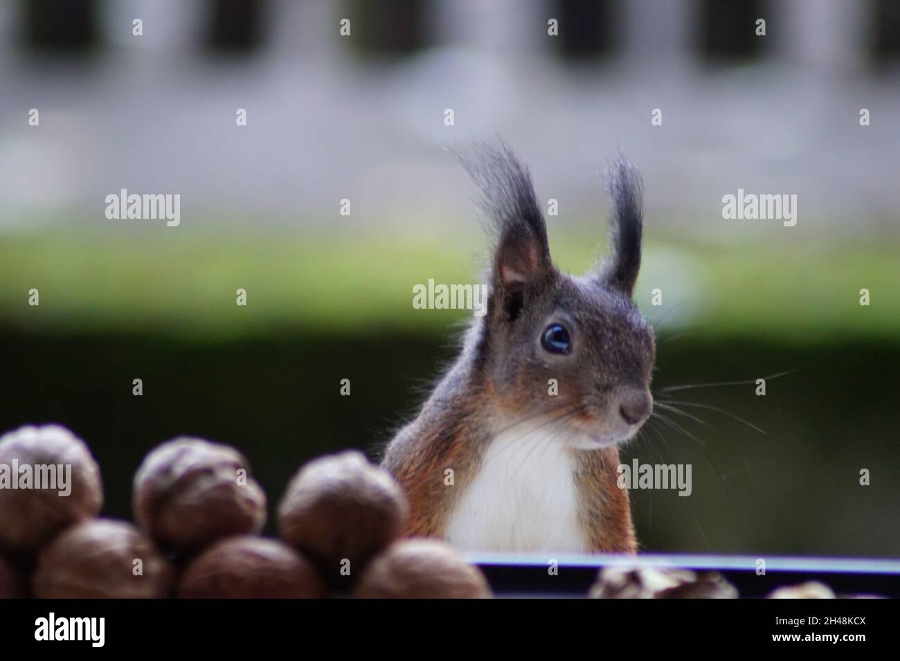 Eichhörnchen - Besuch am Fenster Banque D'Images