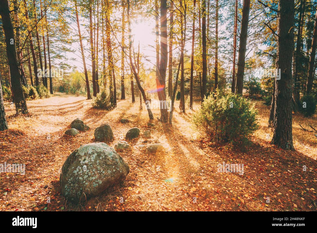 Pierres anciennes, Boulders de l'âge de glace dans la belle forêt d'automne sauvage pendant le lever du soleil au coucher du soleil.Bélarus, Réserve de biosphère de Berezinsky Banque D'Images