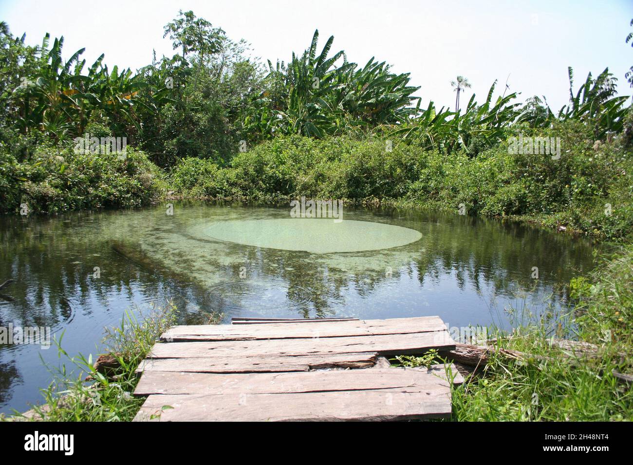 Piscine naturelle connue sous le nom de Fervedouro dans le parc national de Jalapao, Tocantins, Brésil Banque D'Images