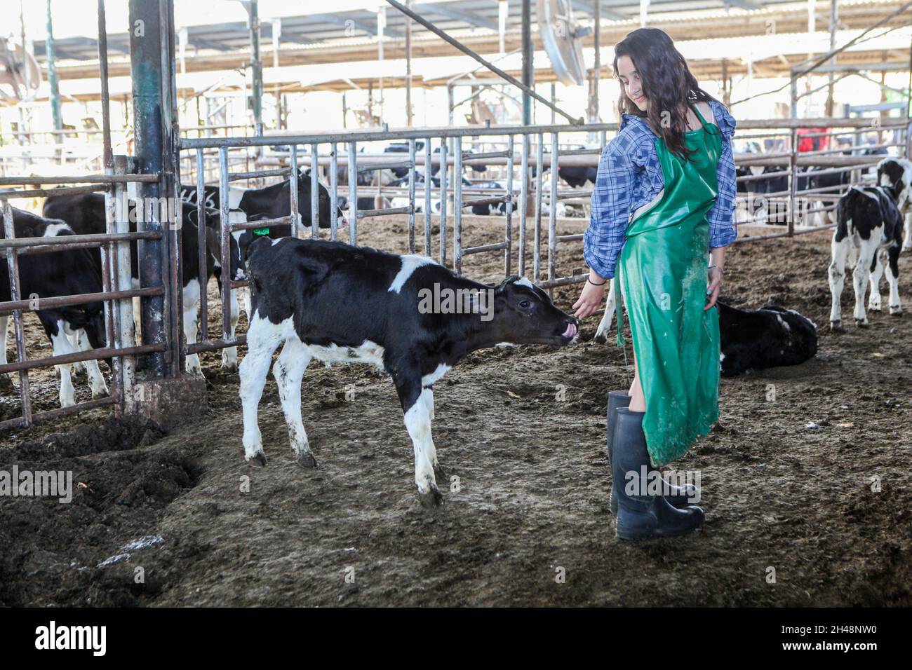 Une jeune fille s'occupe des veaux nés dans une ferme laitière Banque D'Images