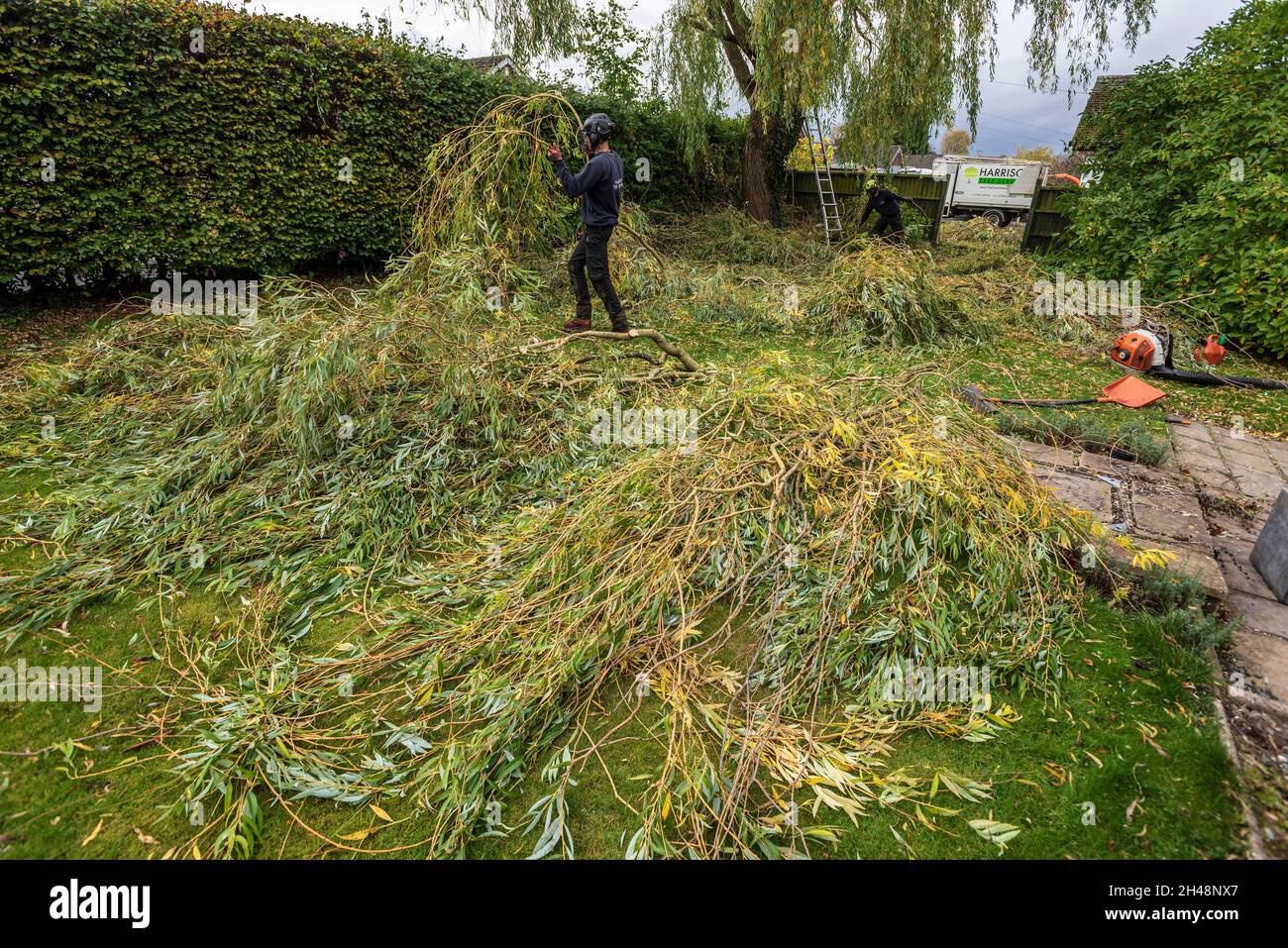 Chirurgiens d'arbres travaillant à couper un saule pleureux. Banque D'Images