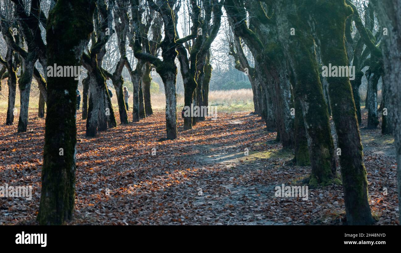 Old Linden Alley, Katvaru Manor Park, Lettonie a l'air si fantomatique Spoky comme Fairy Tales.Linden Tree Alley en automne avec lumière et ombre intéressantes, Banque D'Images