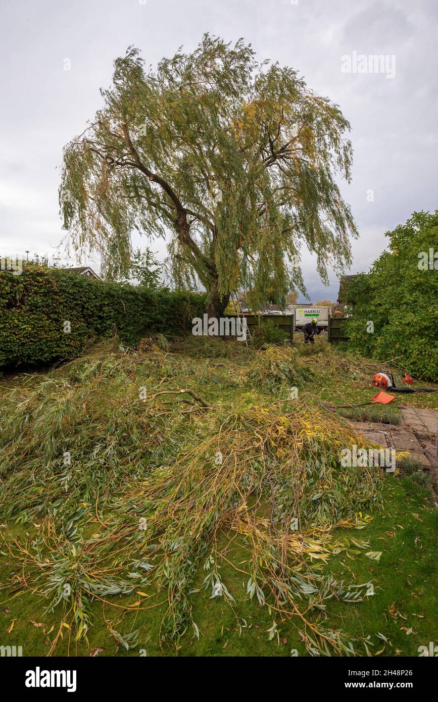 Chirurgiens d'arbres travaillant à couper un saule pleureux. Banque D'Images