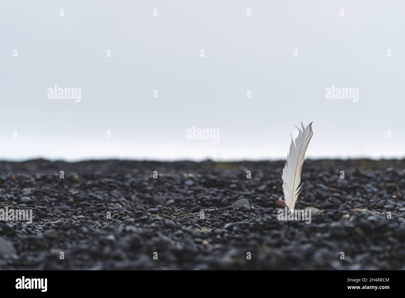 Une plume blanche sur une plage de sable en Islande.Ambiance paisible et calme. Banque D'Images