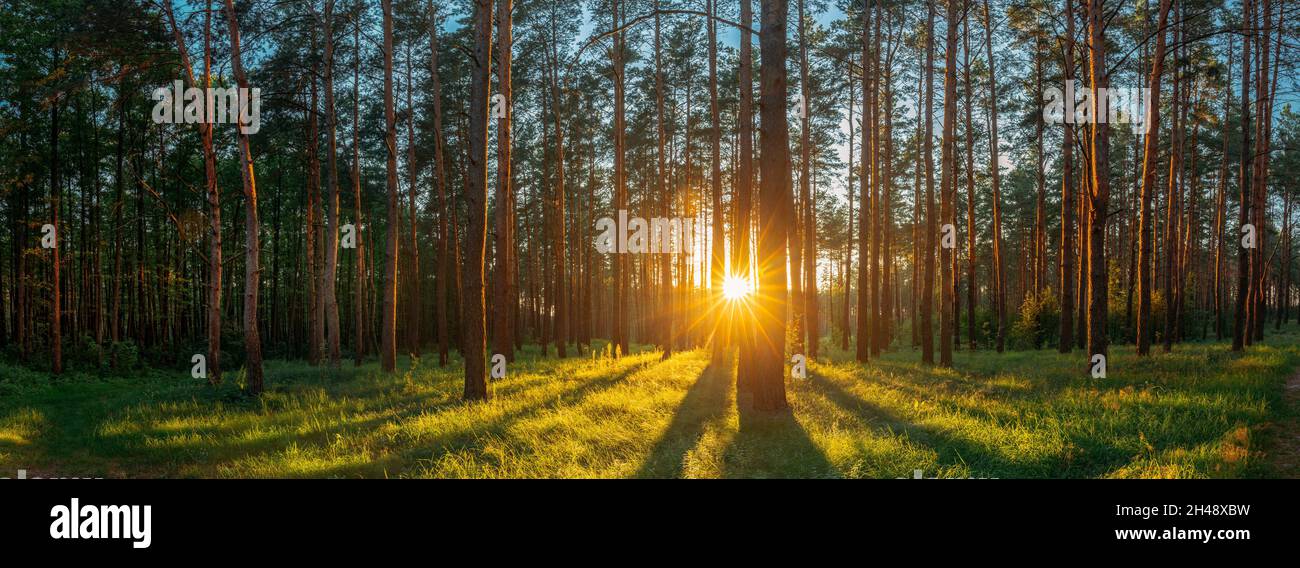 Coucher de soleil lever du soleil soleil soleil soleil dans la forêt de conifères d'été ensoleillé.S Banque D'Images