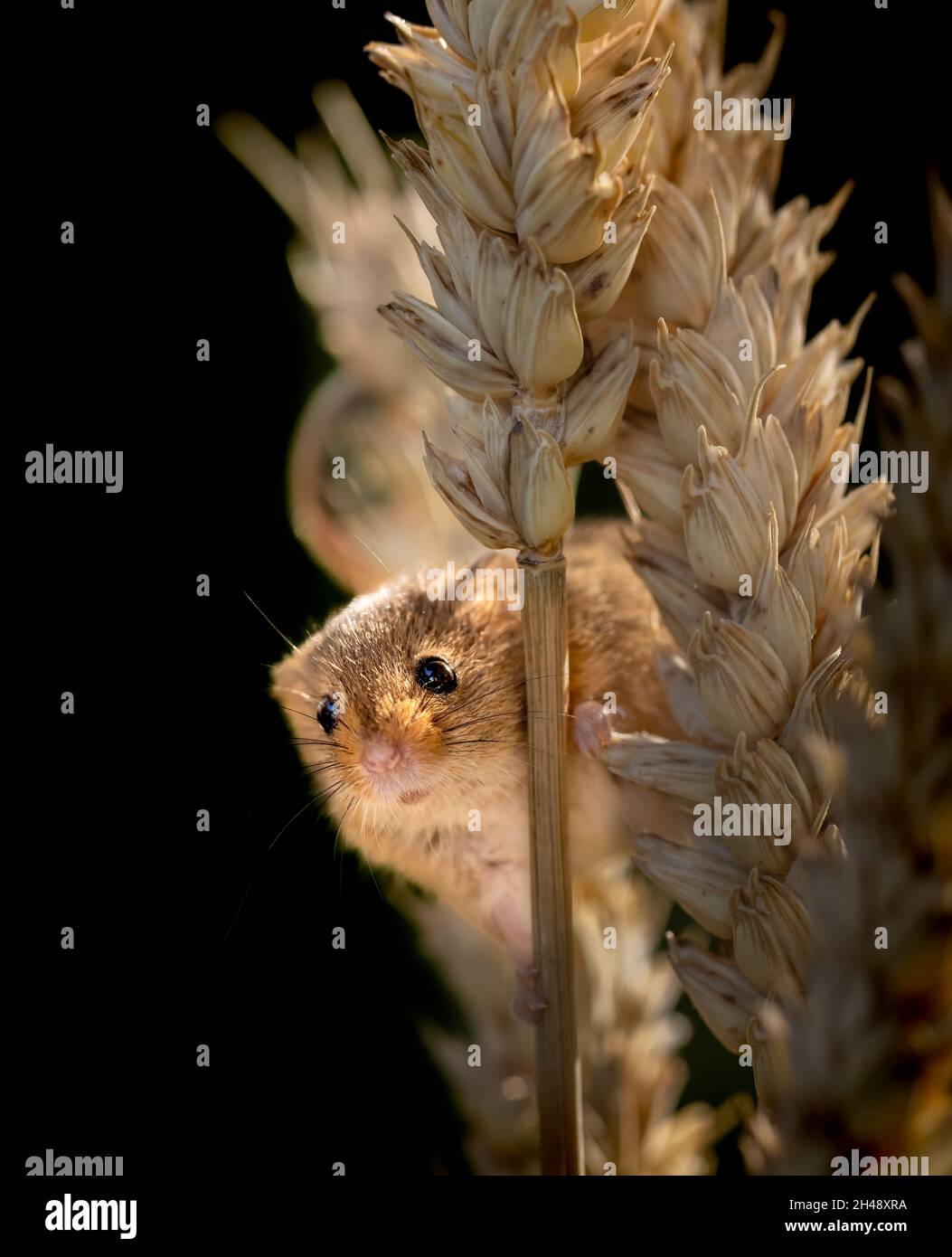 Une mignonne souris de récolte eurasienne (Micromys minutus) au British Wildlife Centre, Newchapelle, Surrey Banque D'Images