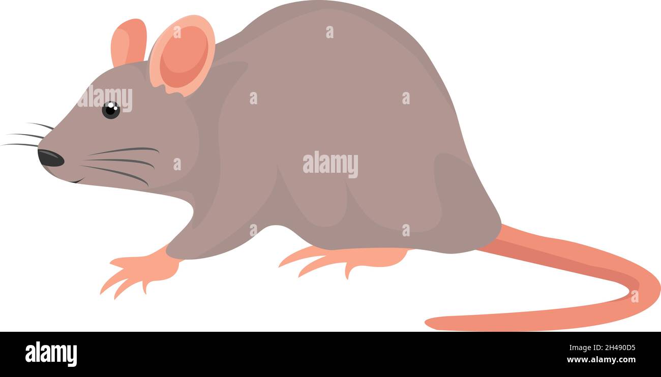 Rat gris, illustration, vecteur sur fond blanc. Illustration de Vecteur
