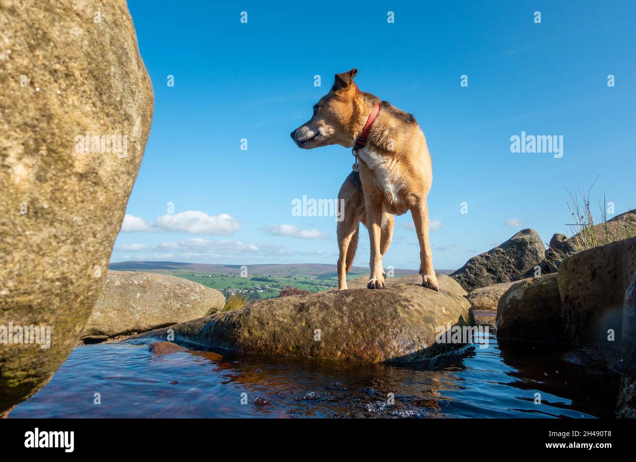 Chien senior en train de faire une promenade sur Ilkley Moor par beau temps et ciel bleu, Backstone Beck, West Yorkshire, Royaume-Uni Banque D'Images