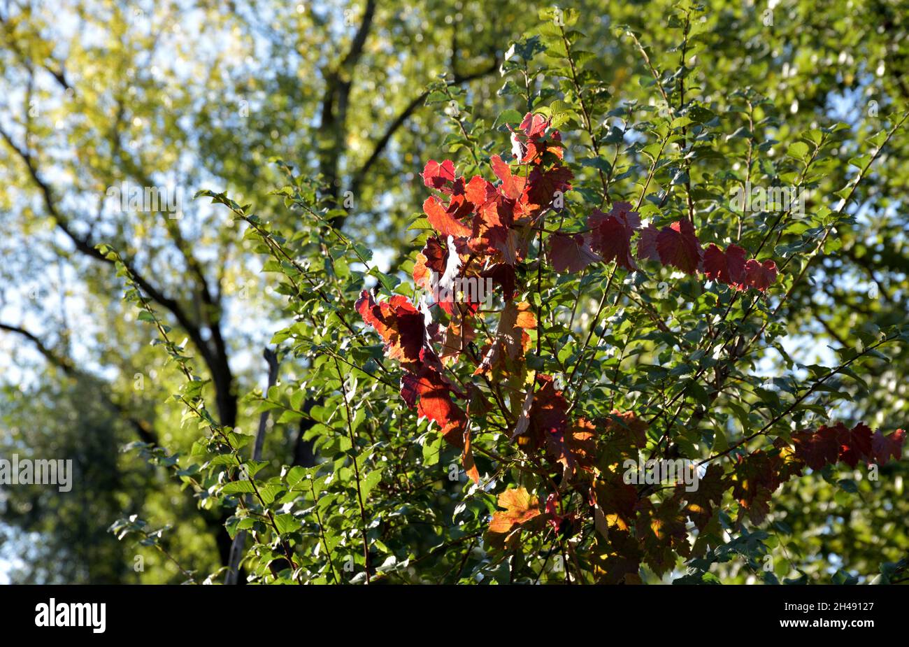 Le début de la saison d'automne change les couleurs des feuilles des vignes du vert au rouge Banque D'Images