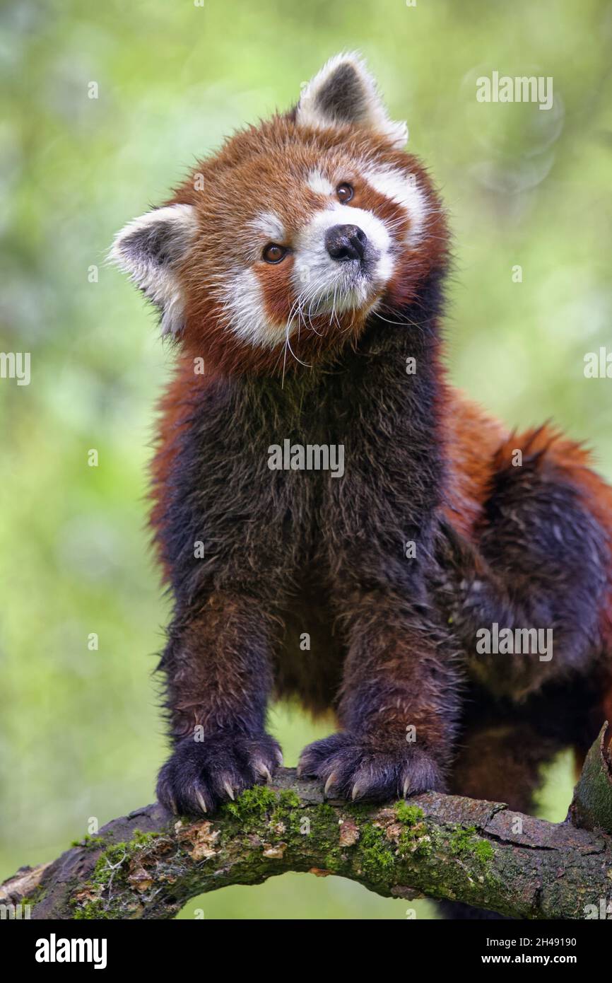 Le panda rouge - Ailurus fulgens Banque D'Images