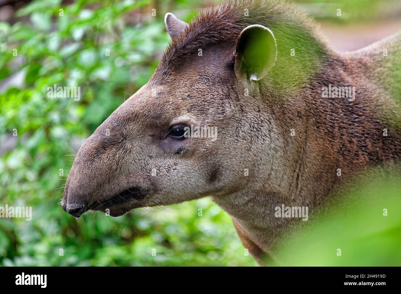 Tapir sud-américain - Tapirus terrestris Banque D'Images
