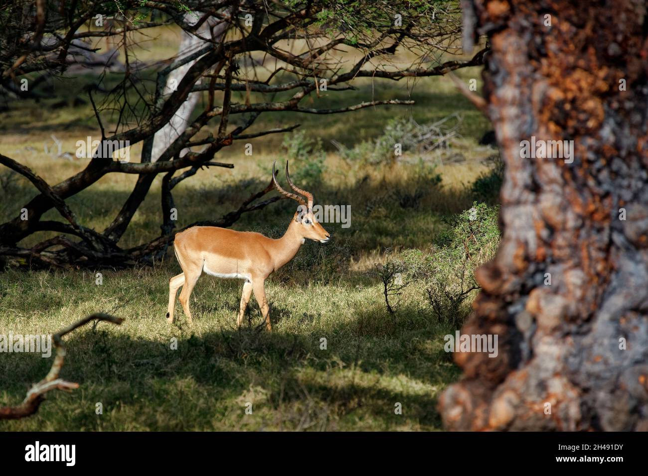 Impala mâle - Aepyceros melampus Banque D'Images