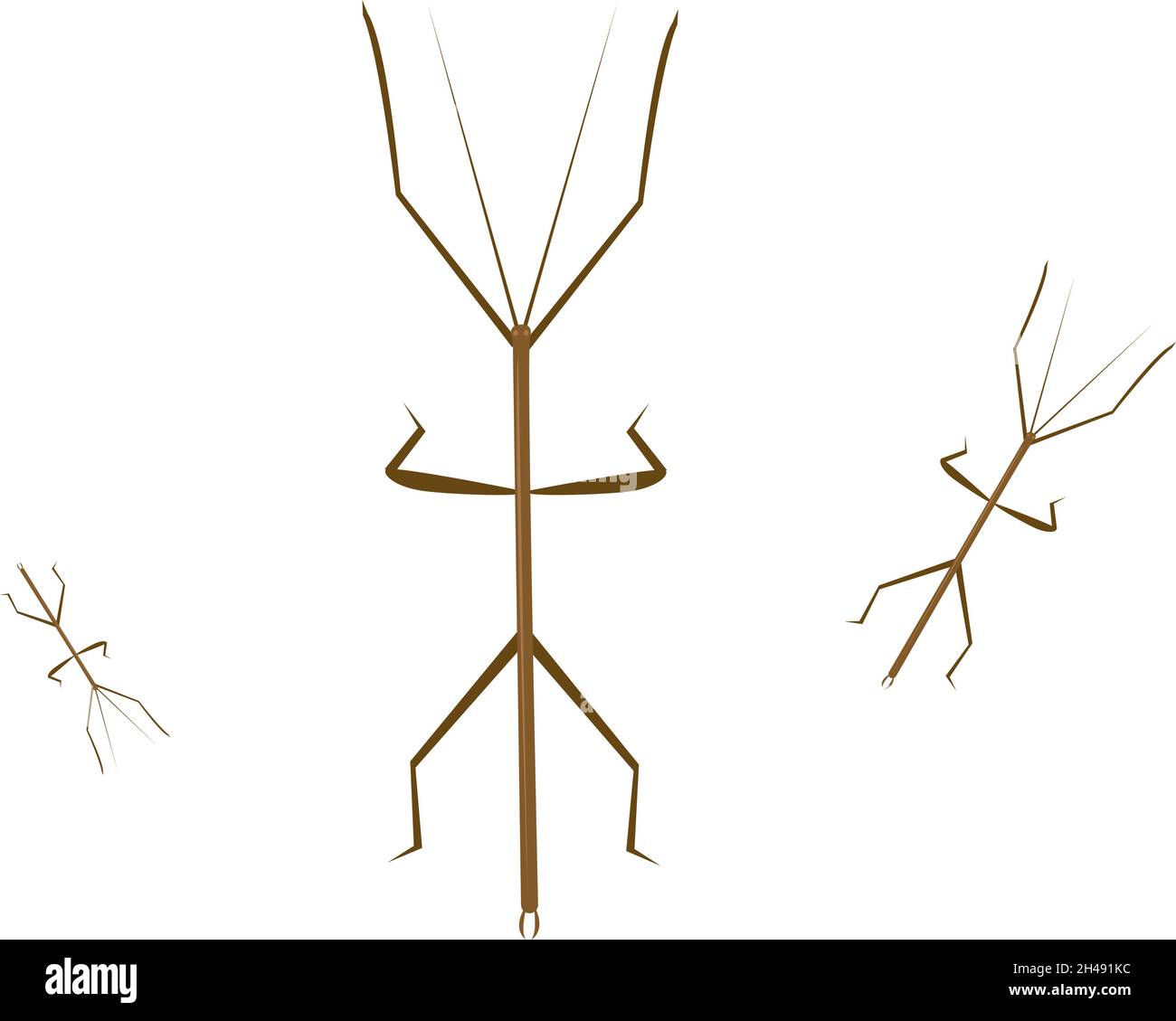 Insecte bâton, illustration, vecteur sur fond blanc. Illustration de Vecteur