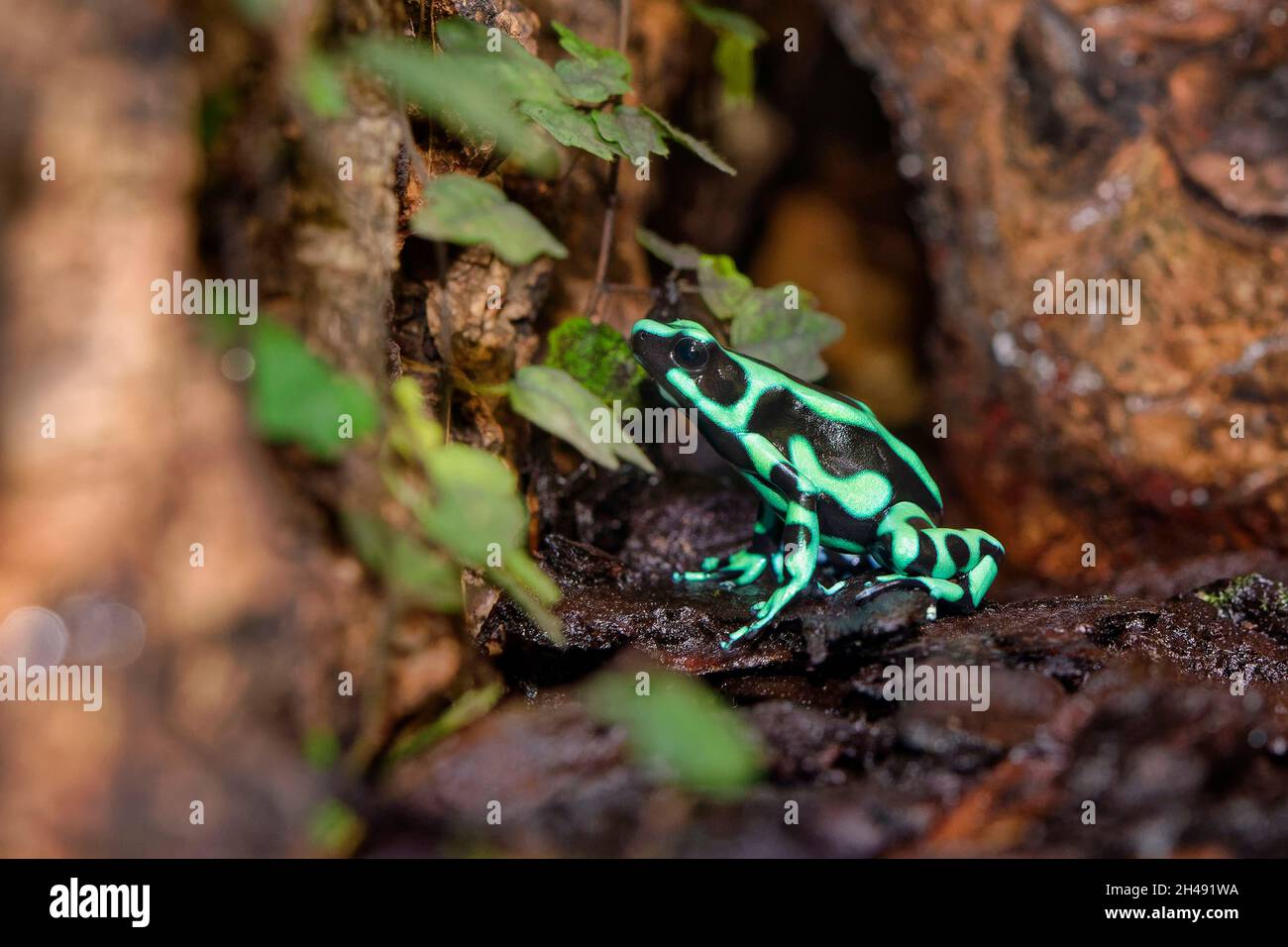 Vert-et-black poison dart frog - Dendrobates auratus Banque D'Images
