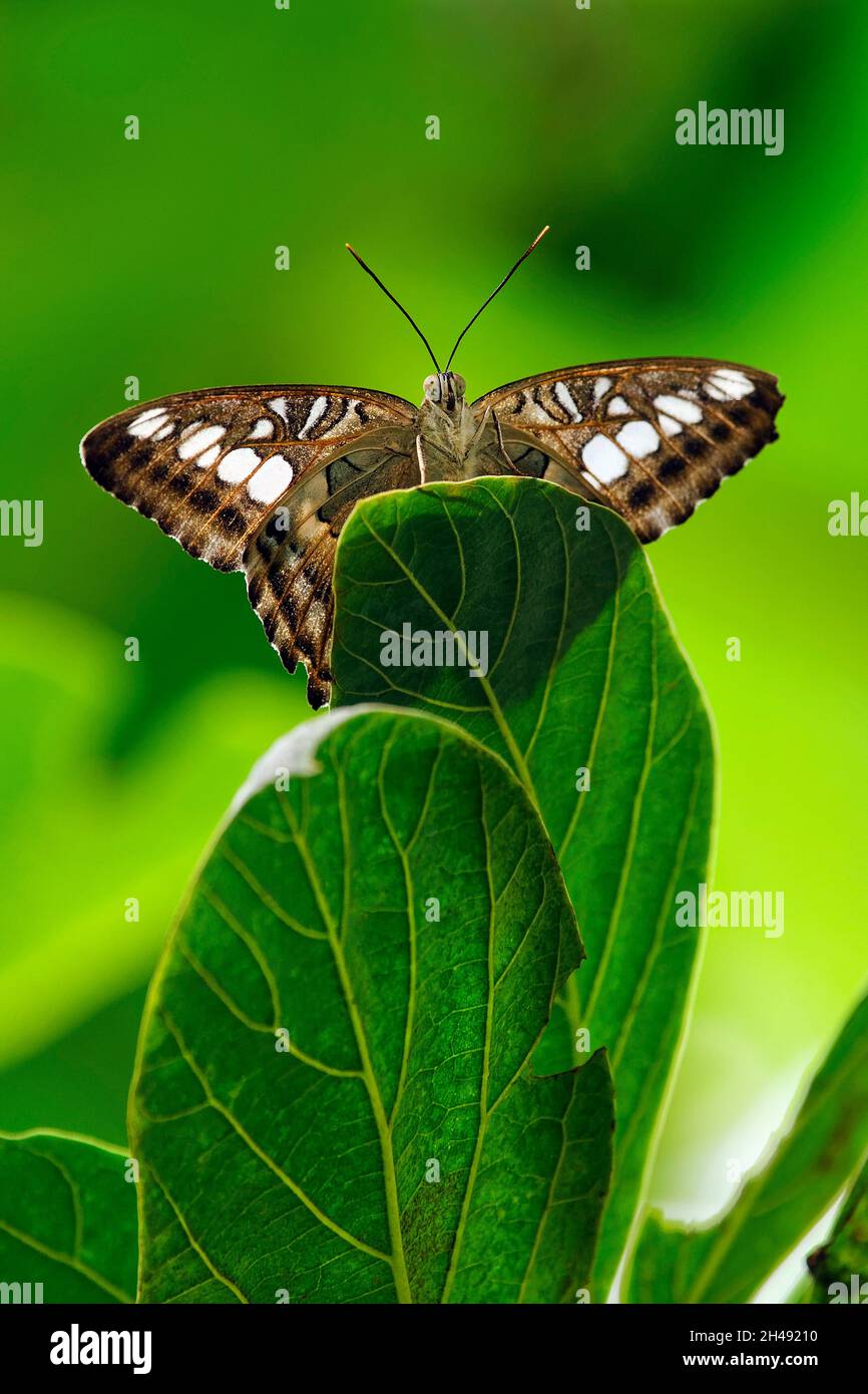 Papillon Clipper - Parthenos sylvia Banque D'Images