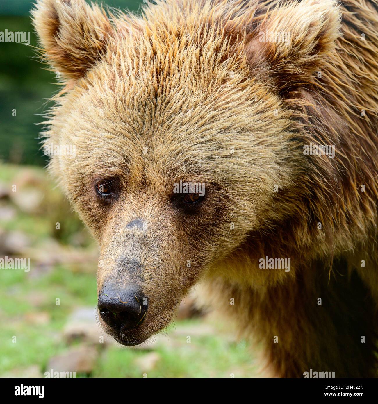 Gros plan d'un ours, tête d'ours marron, gros yeux d'ours, ours dans la forêt. Banque D'Images