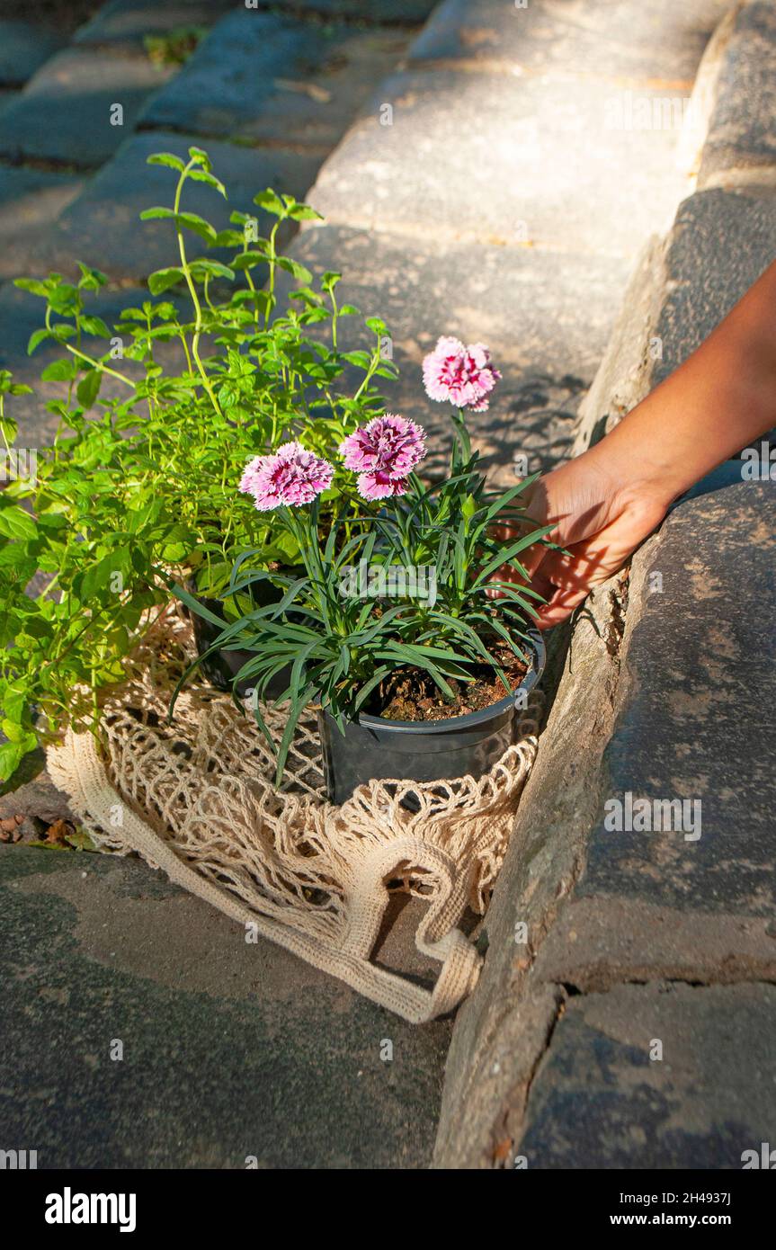 Un enfant prend des plantes dans un sac de shopping écologique textile dans un beau jardin vert par une journée ensoleillée. Banque D'Images