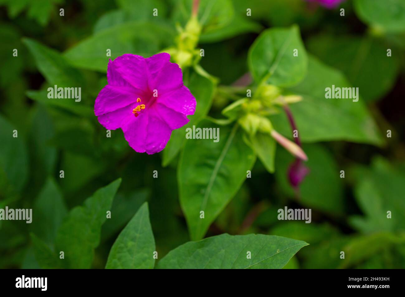 La plante est appelée four-o'clock parce que ses fleurs, de blanc et jaune aux nuances de rose et de rouge, parfois ouvert en fin d'après-midi Banque D'Images