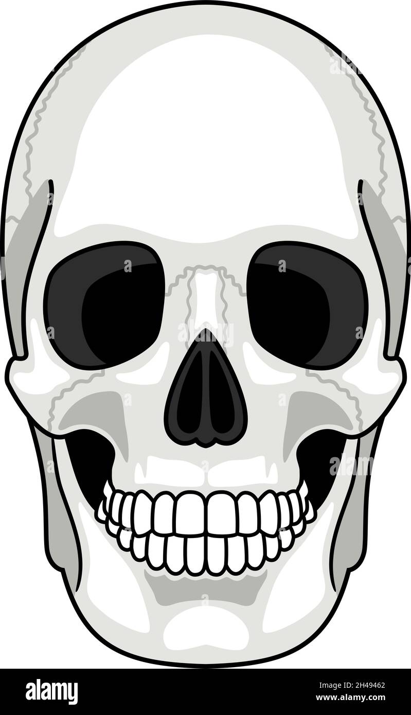 Tête De Squelette Dessin Facile Face osseuse du crâne.Dessin animé gris souriant tête de squelette humain  mignon isolée sur fond blanc, dessin simple fantôme recto illustration  vectorielle Image Vectorielle Stock - Alamy