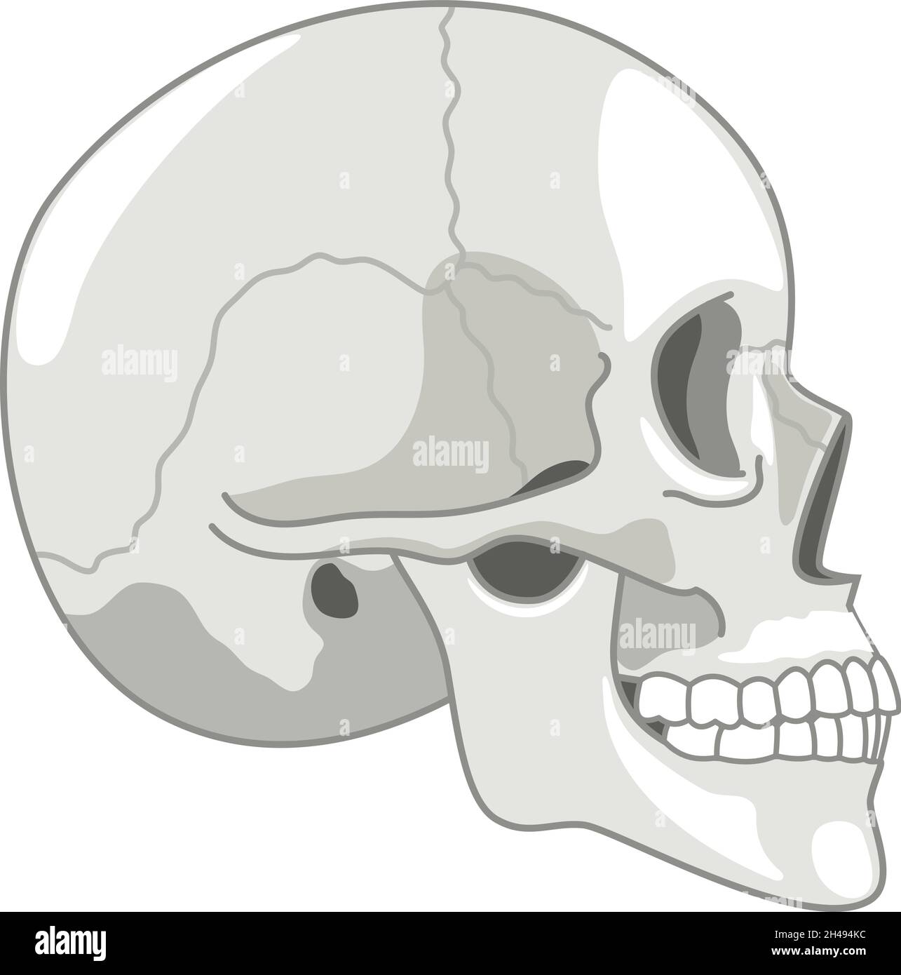 Crâne simple demi-ton.Squelette profil de la tête image en demi-pierre, anatomie humaine mort crâne vue latérale symbole vecteur isolé sur blanc Illustration de Vecteur