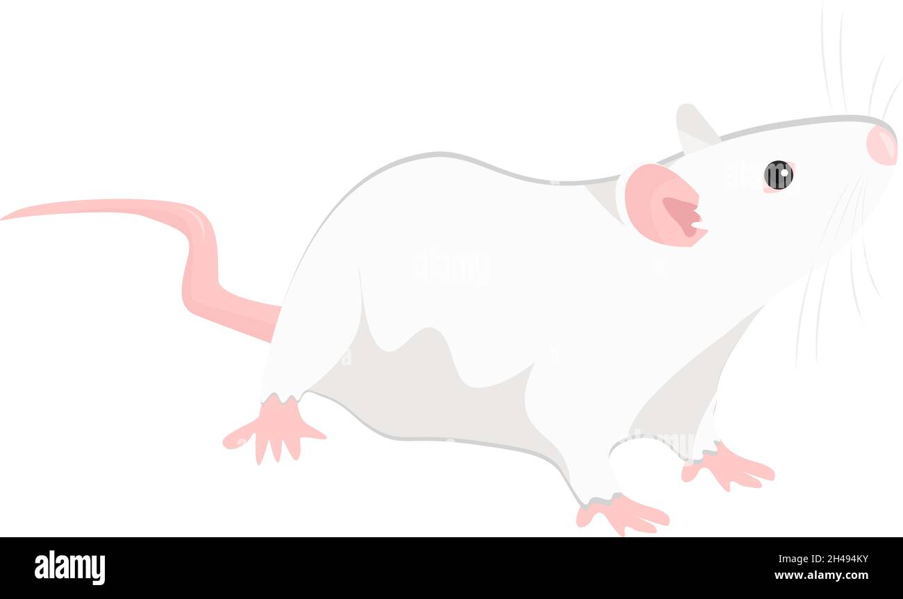 Rat blanc, illustration, vecteur sur fond blanc. Illustration de Vecteur
