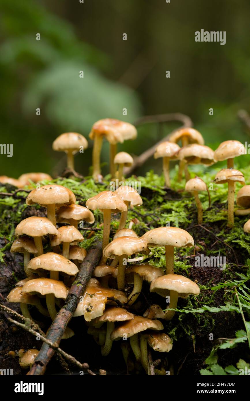 Tuft de conifères (Hypholoma capnoides) champignons poussant sur une vieille bûche pourrie dans une forêt de conifères dans les collines de Mendip, Somerset, Angleterre. Banque D'Images