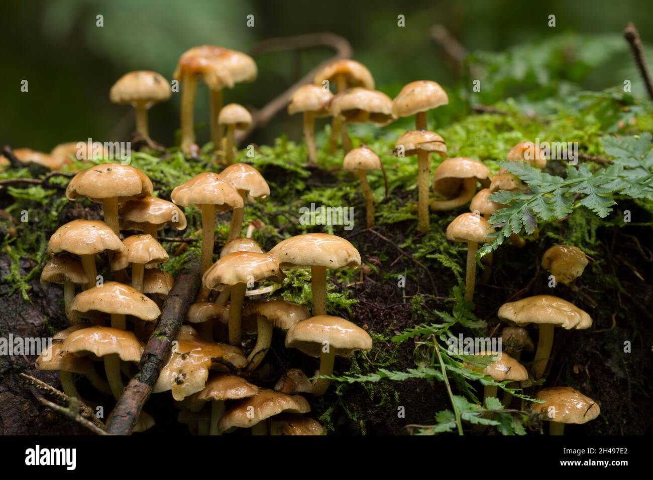 Tuft de conifères (Hypholoma capnoides) champignons poussant sur une vieille bûche pourrie dans une forêt de conifères dans les collines de Mendip, Somerset, Angleterre. Banque D'Images