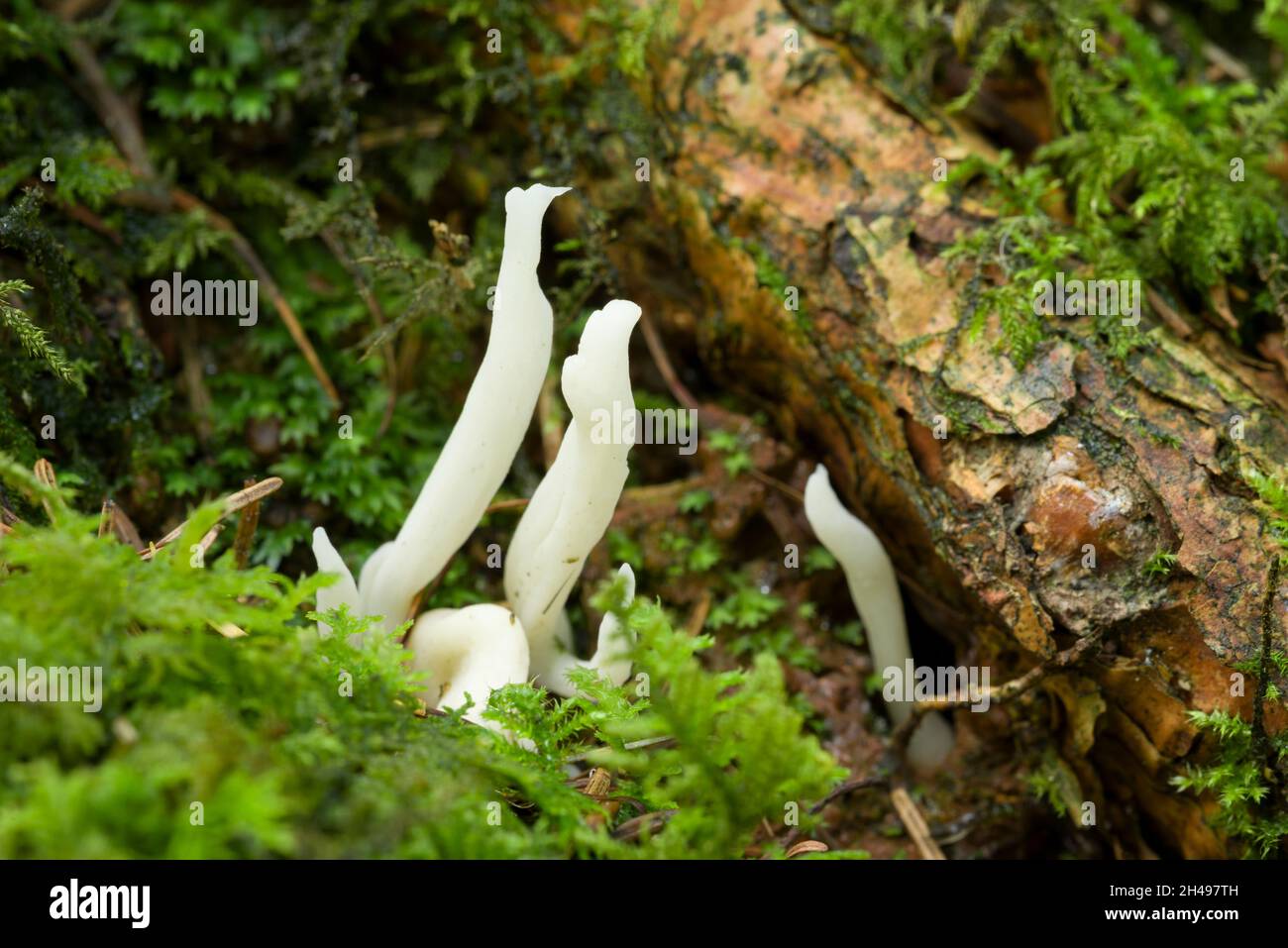 Le champignon du Club ridé (Clavulina rugosa), ou le champignon du Corail ridé, sur le sol d'un bois de conifères, le Mendip Hills Somerset, en Angleterre. Banque D'Images