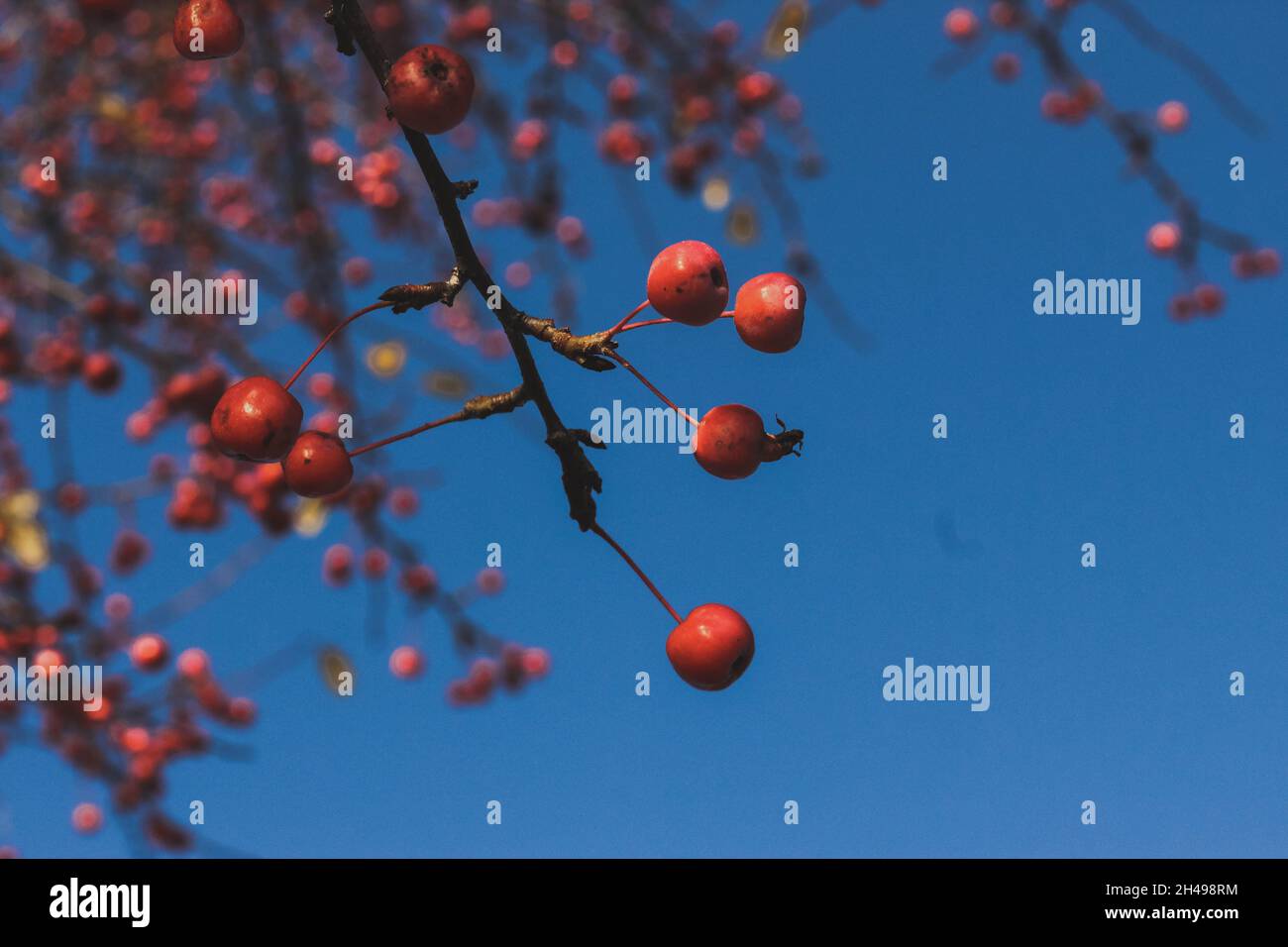 Fruits miniatures rouges lumineux, feuilles jaunes contre le ciel bleu.Jour ensoleillé d'automne. Banque D'Images