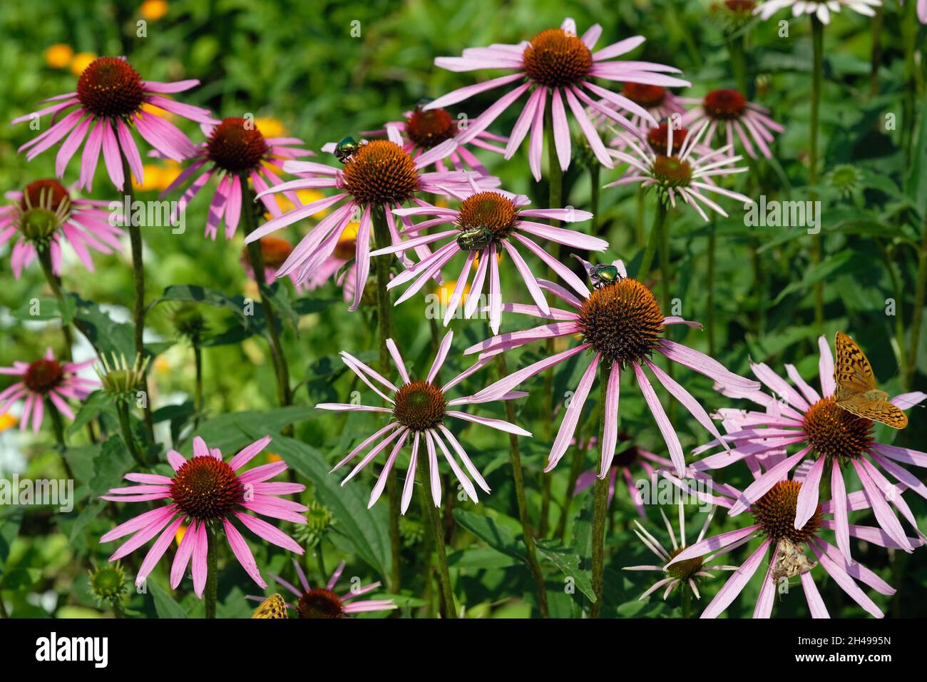 Fleurs roses de Cetoniinae dans un lit de fleurs.Echinacea fleurit avec le coléoptère du violon en gros plan.Fleurs roses dans le parc par une belle journée d'été. Banque D'Images