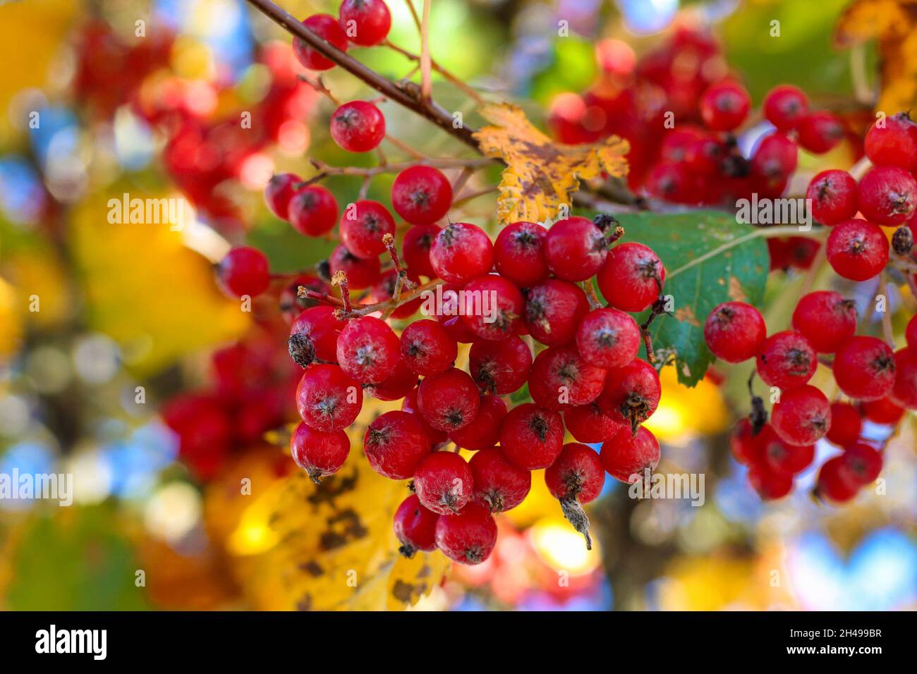 Fruits miniatures rouges lumineux, feuilles jaunes contre le ciel bleu.Jour ensoleillé d'automne. Banque D'Images