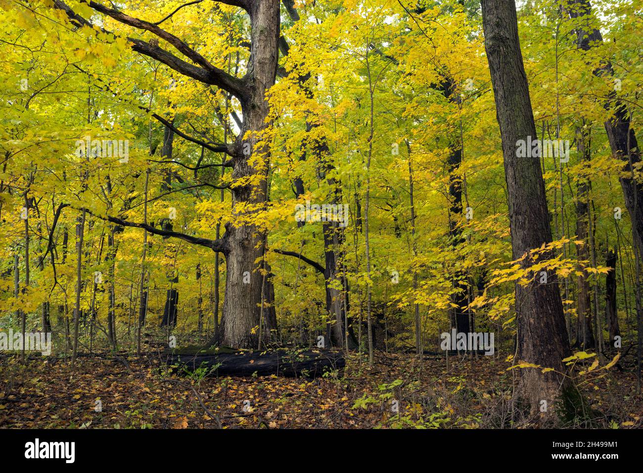 Couleur d'automne dans une forêt de feuillus du nord de l'Indiana. Banque D'Images