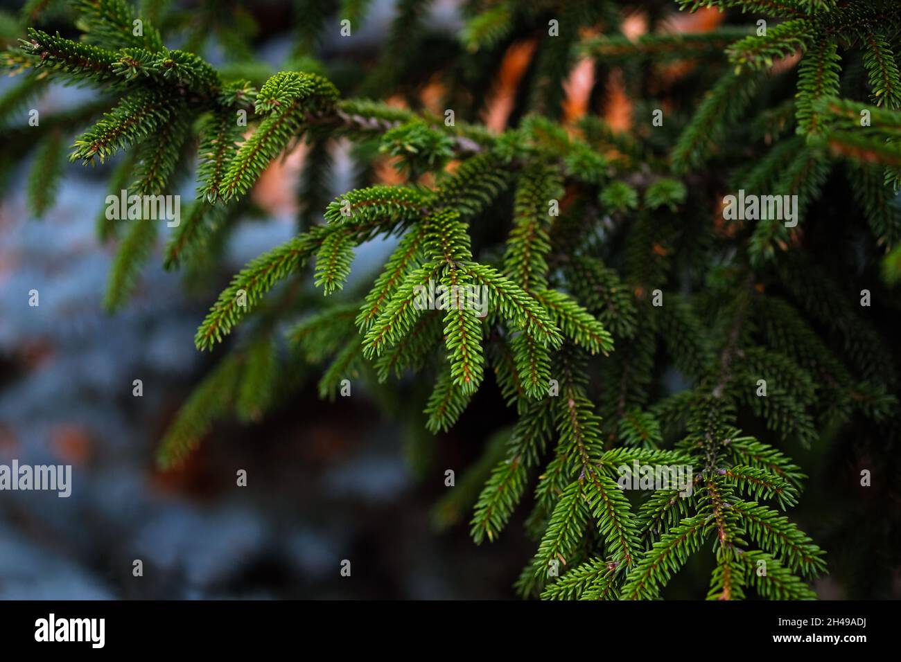 Branches de sapin dans le parc.Arbre de Noël en gros plan.Conifères en arrière-plan de la forêt.Mise au point sélective. Banque D'Images