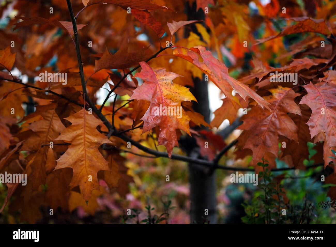 Quercus palustris, chêne de pin ou chêne marécageux espagnol.Heure d'automne en octobre.Les feuilles de chêne rouge sont rapprochées.Parc d'automne.Quercus palustris PIN chêne arbre typica Banque D'Images