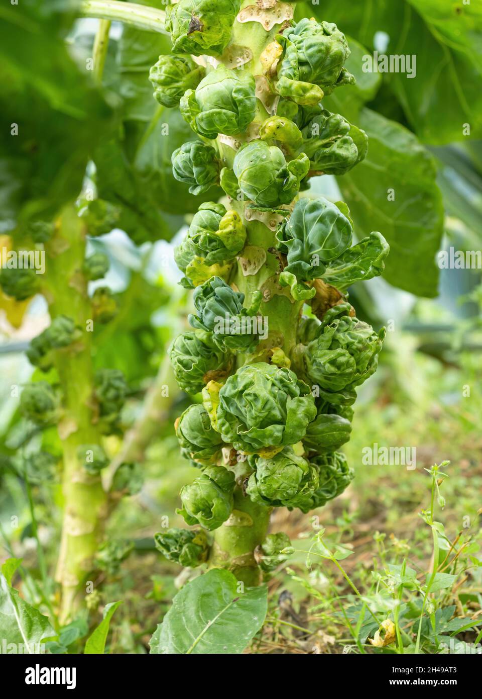 Jeunes bruxellois fraiches (Brassica oleracea var. Gemmifera) poussant dans un jardin fait maison.Gros plan. Agriculture biologique, alimentation saine, BIO viands, Banque D'Images