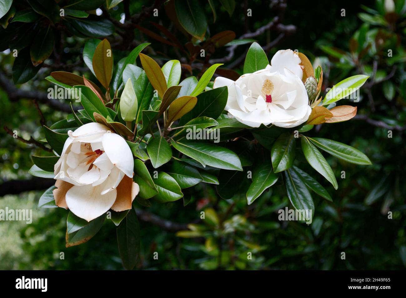 2 fleurs de magnolia, pétales blancs crémeux, gros plan, arbre, feuilles vertes brillantes,Les flancs bruns, symbolisent la longévité et la persévérance, la nature, Botanica Banque D'Images