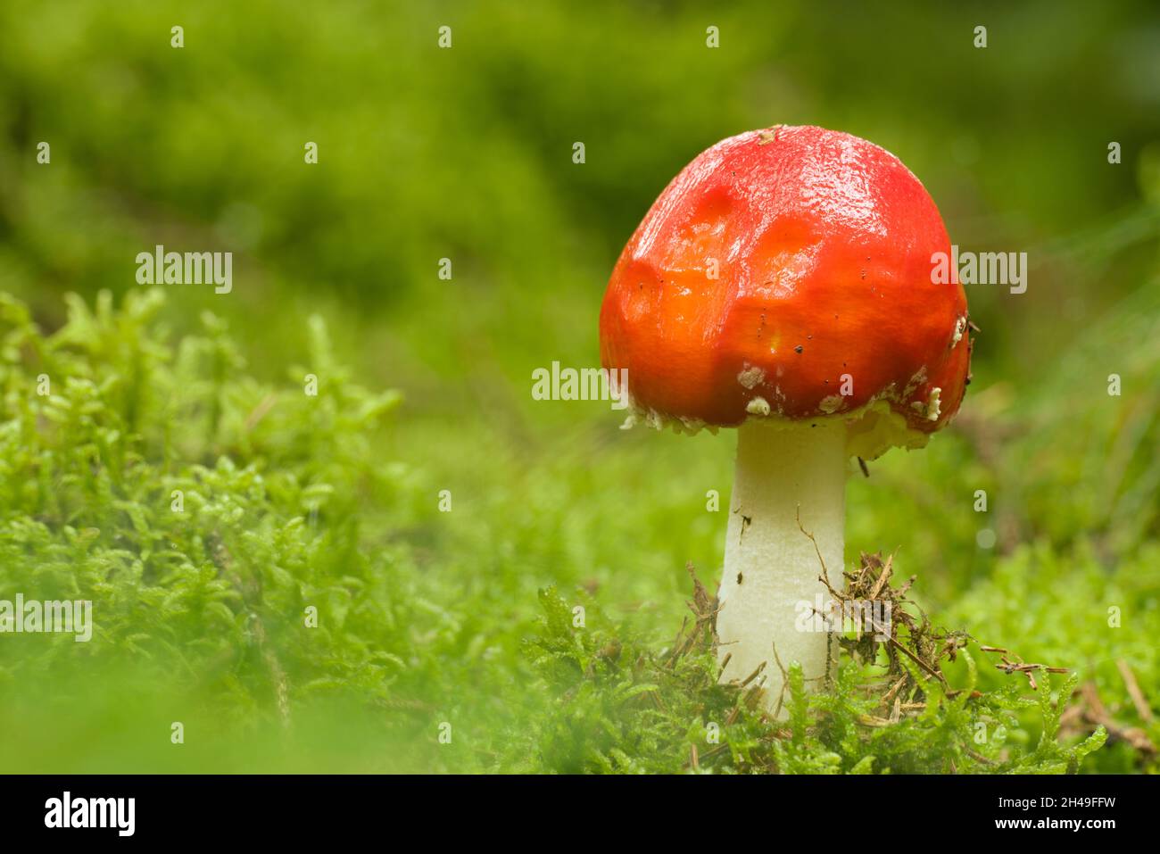 Un champignon immature de la mouche agarique (Amanita muscaria) qui pousse à travers la mousse dans une forêt de conifères dans les collines de Mendip, Somerset, Angleterre. Banque D'Images