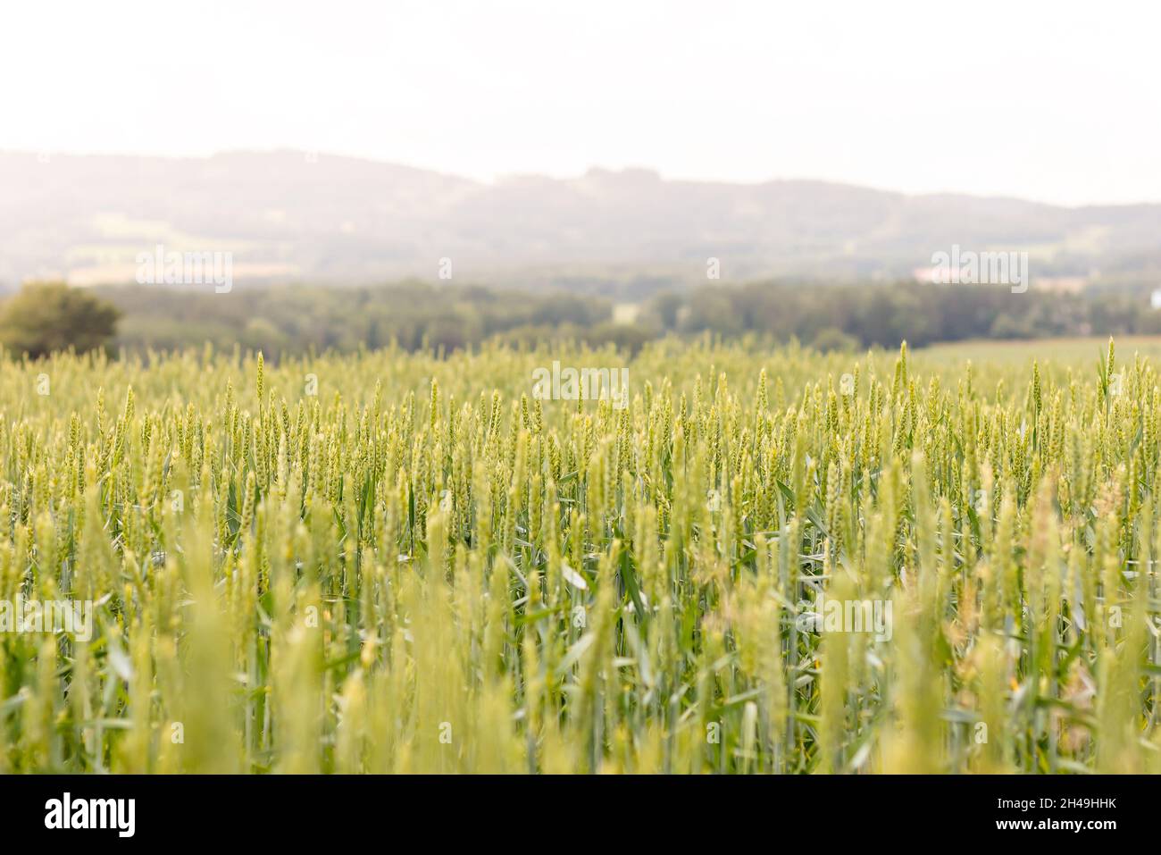 champ de céréales - paysage rural, dans les épis de premier plan du champ de blé mûrissant Banque D'Images