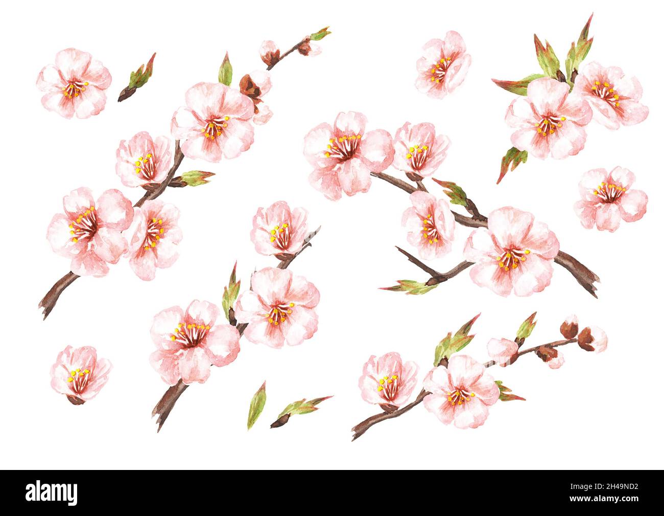Ensemble de branches de sakura à fleurs printanières.Aquarelle illustration dessinée à la main isolée sur fond blanc Banque D'Images