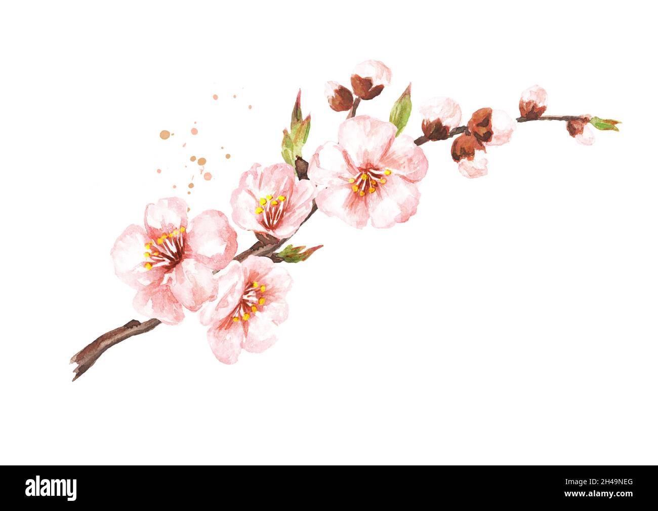 Branche sakura en fleurs printanières.Aquarelle illustration dessinée à la main isolée sur fond blanc Banque D'Images