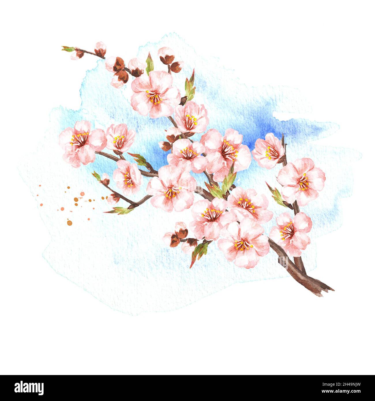 Branche sakura à fleurs printanières.Illustration aquarelle dessinée à la main, isolée sur fond blanc Banque D'Images